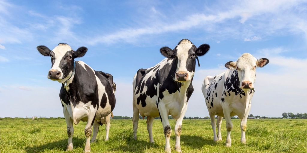 California man sentenced to nearly seven years in $9 million cow-poop Ponzi scheme