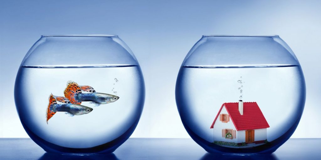 Meet the guppies: Young house hunters who are giving up on ever buying a home